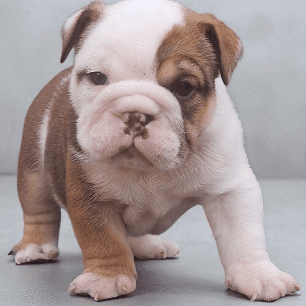 English Bulldogs for sale:  Sophia our Chocolate, Tan, and White Female English Bulldog