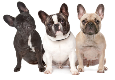 The Irresistible World of French Bulldog Puppies