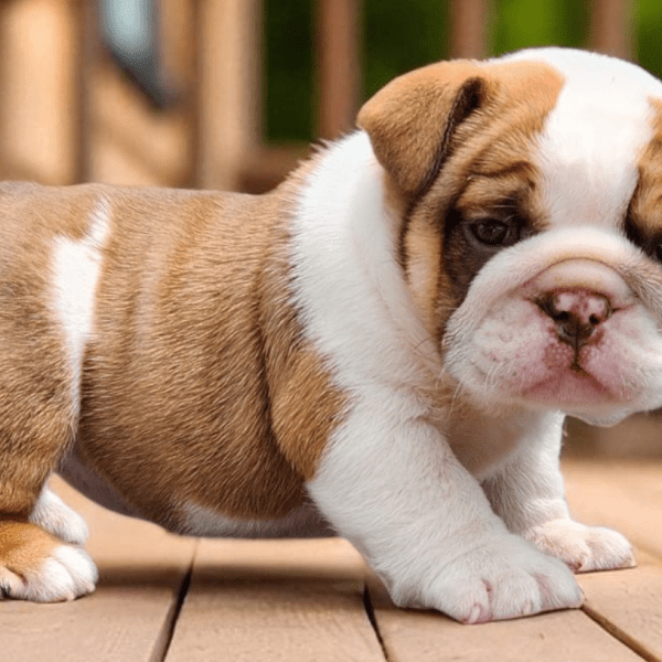 English Bulldogs for sale:  Ari our Chocolate, Tan, & White Female English Bulldog