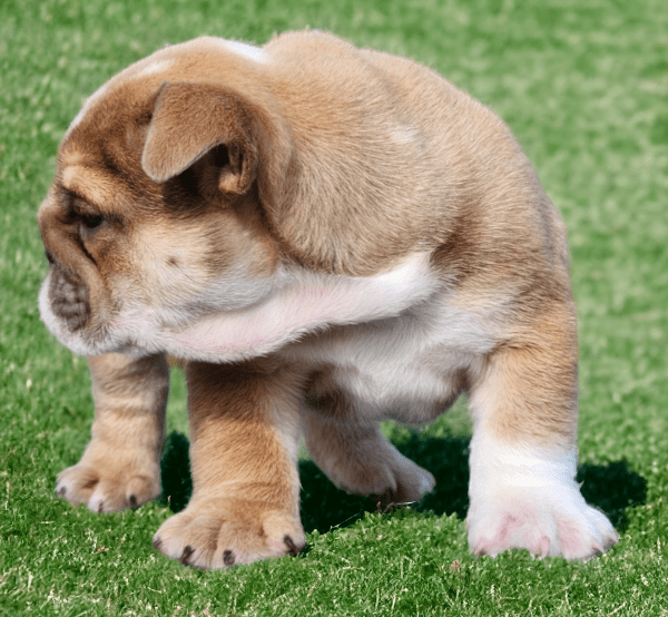 English Bulldogs for sale Blue our Blue Fawn and White w/Tan Points Female English Bulldog