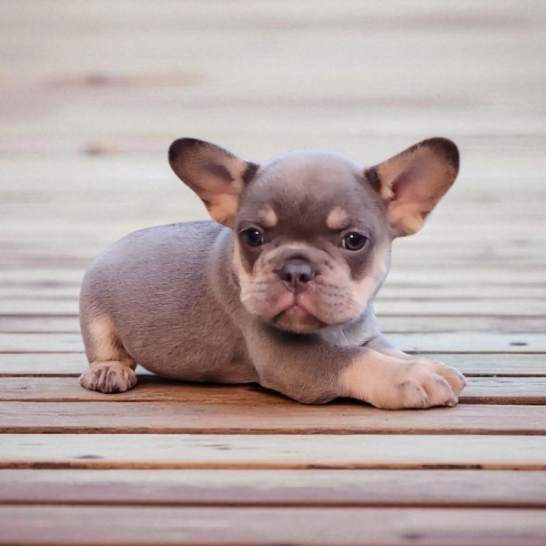 French Bulldogs for sale:  Jake our Blue with Tan Points Male French bulldog