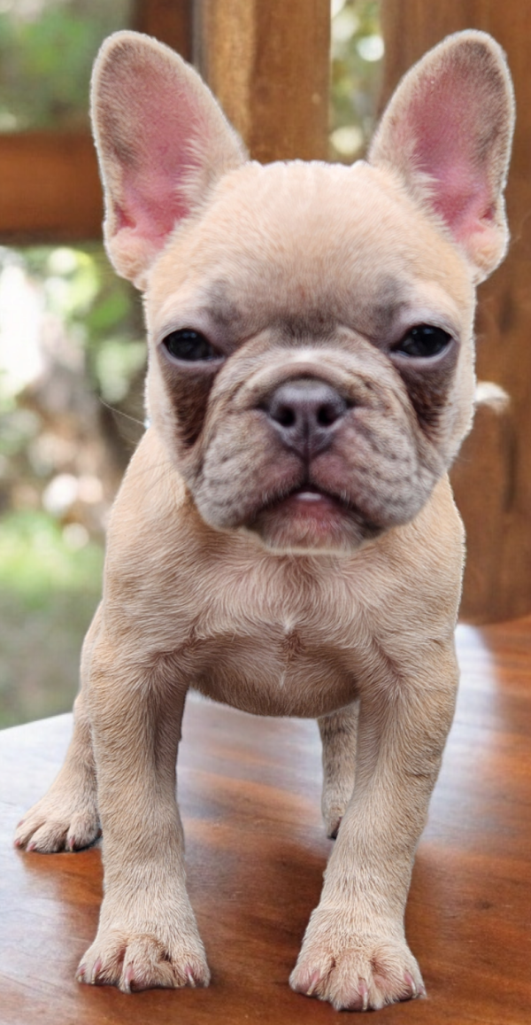 French Bulldogs for sale:  Lydia our Blue Fawn Female French Bulldog - Image 5
