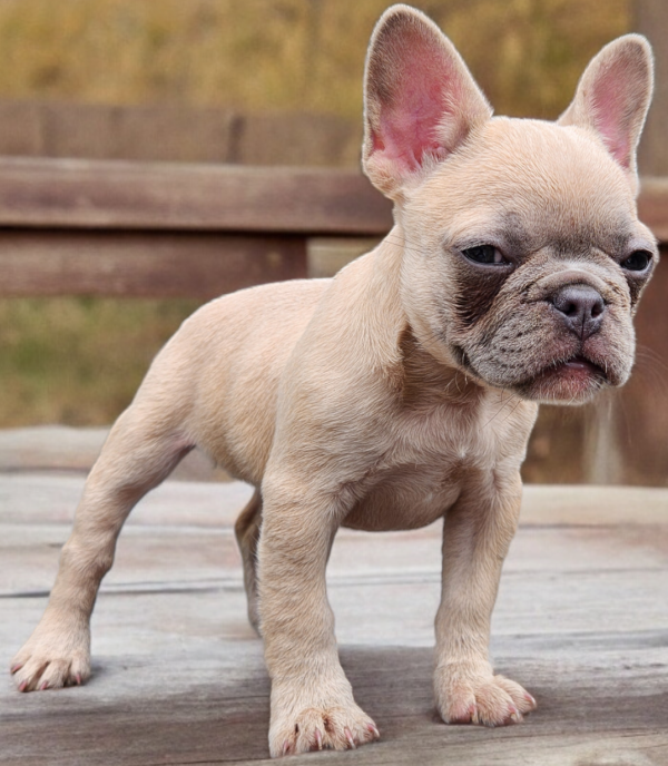 French Bulldogs for sale:  Lydia our Blue Fawn Female French Bulldog