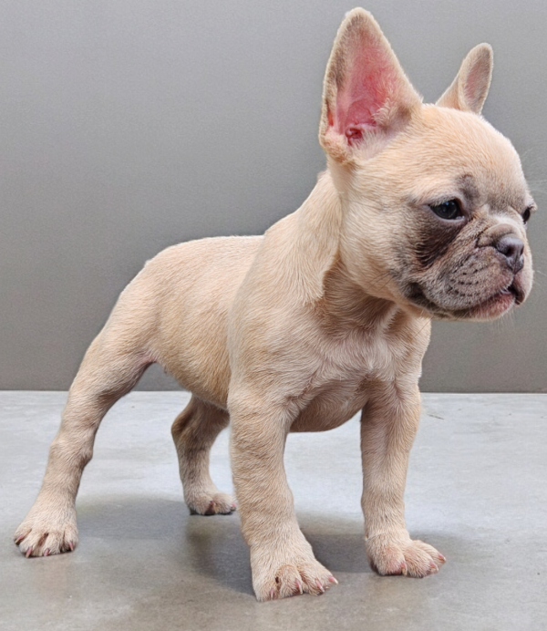 French Bulldogs for sale:  Lydia our Blue Fawn Female French Bulldog - Image 4