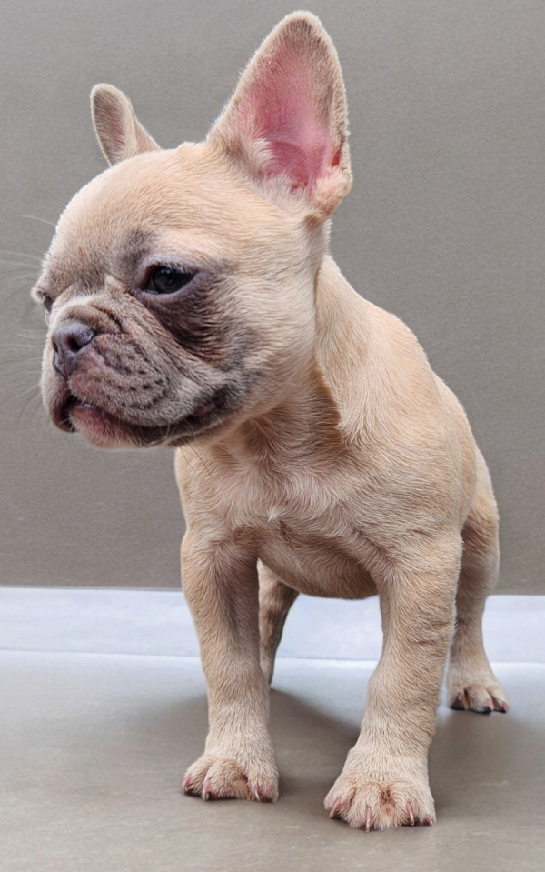 French Bulldogs for sale:  Lydia our Blue Fawn Female French Bulldog - Image 3
