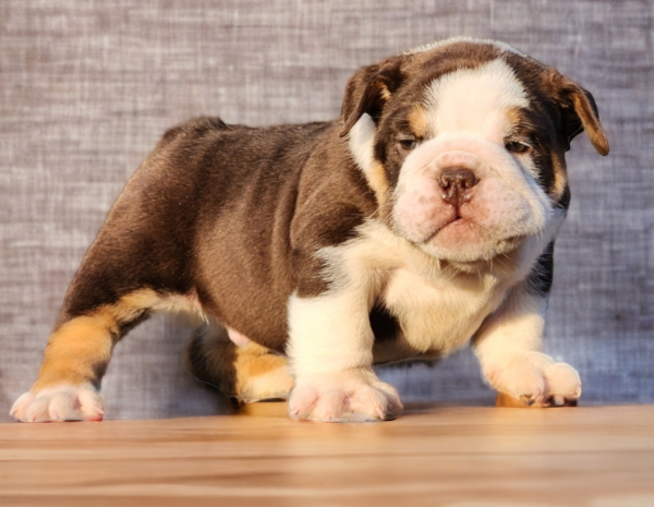 English Bulldogs for sale:  Tango our Chocolate & White with Tan Points Male English Bulldog