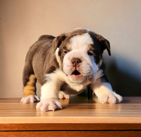 English Bulldogs for sale:  Tango our Chocolate & White with Tan Points Male English Bulldog - Image 4