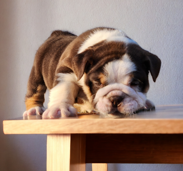 English Bulldogs for sale:  Tango our Chocolate & White with Tan Points Male English Bulldog - Image 5