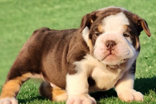 English Bulldogs for sale:  Tango our Chocolate & White with Tan Points Male English Bulldog - Image 3