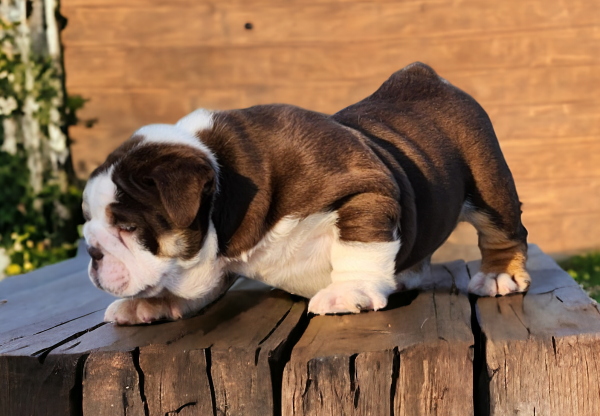 English Bulldogs for sale:  Tango our Chocolate & White with Tan Points Male English Bulldog - Image 2