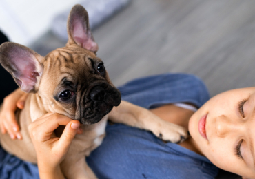The Proper Nutrition For French Bulldog Puppies