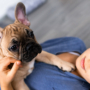 The Proper Nutrition For French Bulldog Puppies