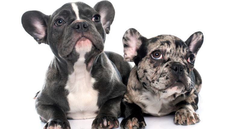 Ethical Breeding Practices